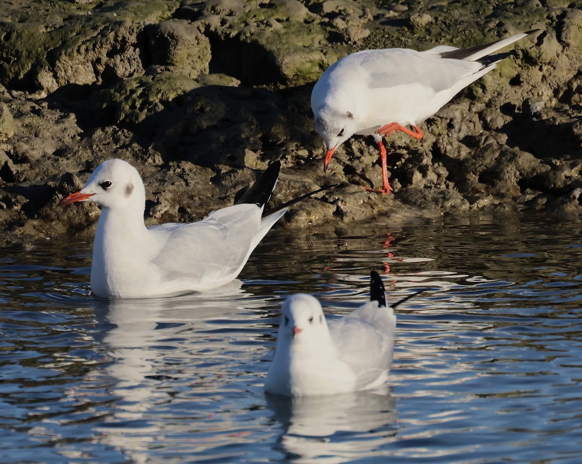 ユリカモメ - ML646836793