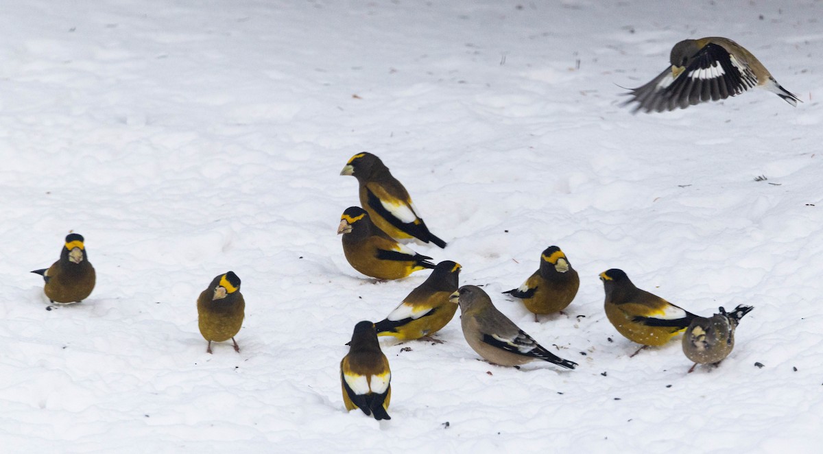 Gros-bec errant - ML646836794