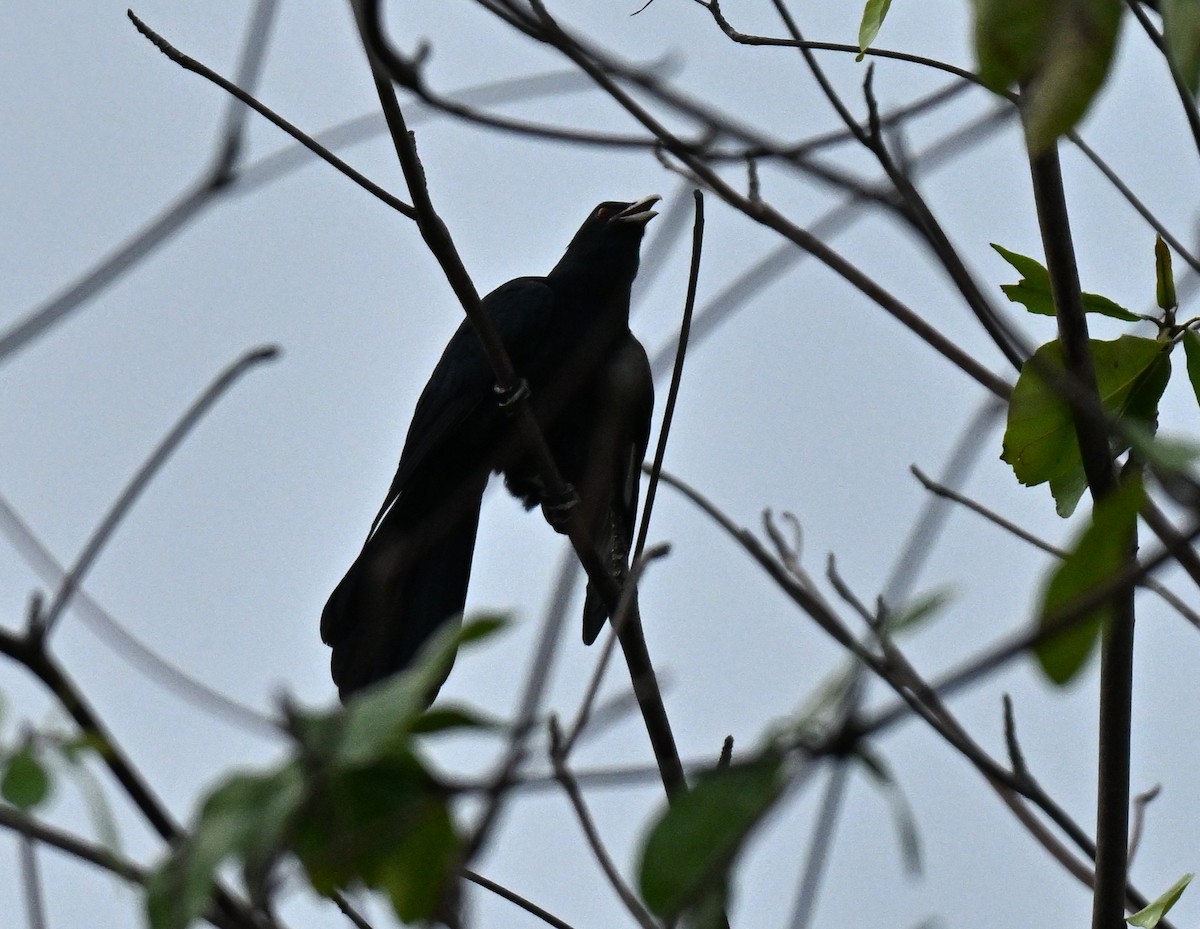 קואל אסייתי - ML646836795
