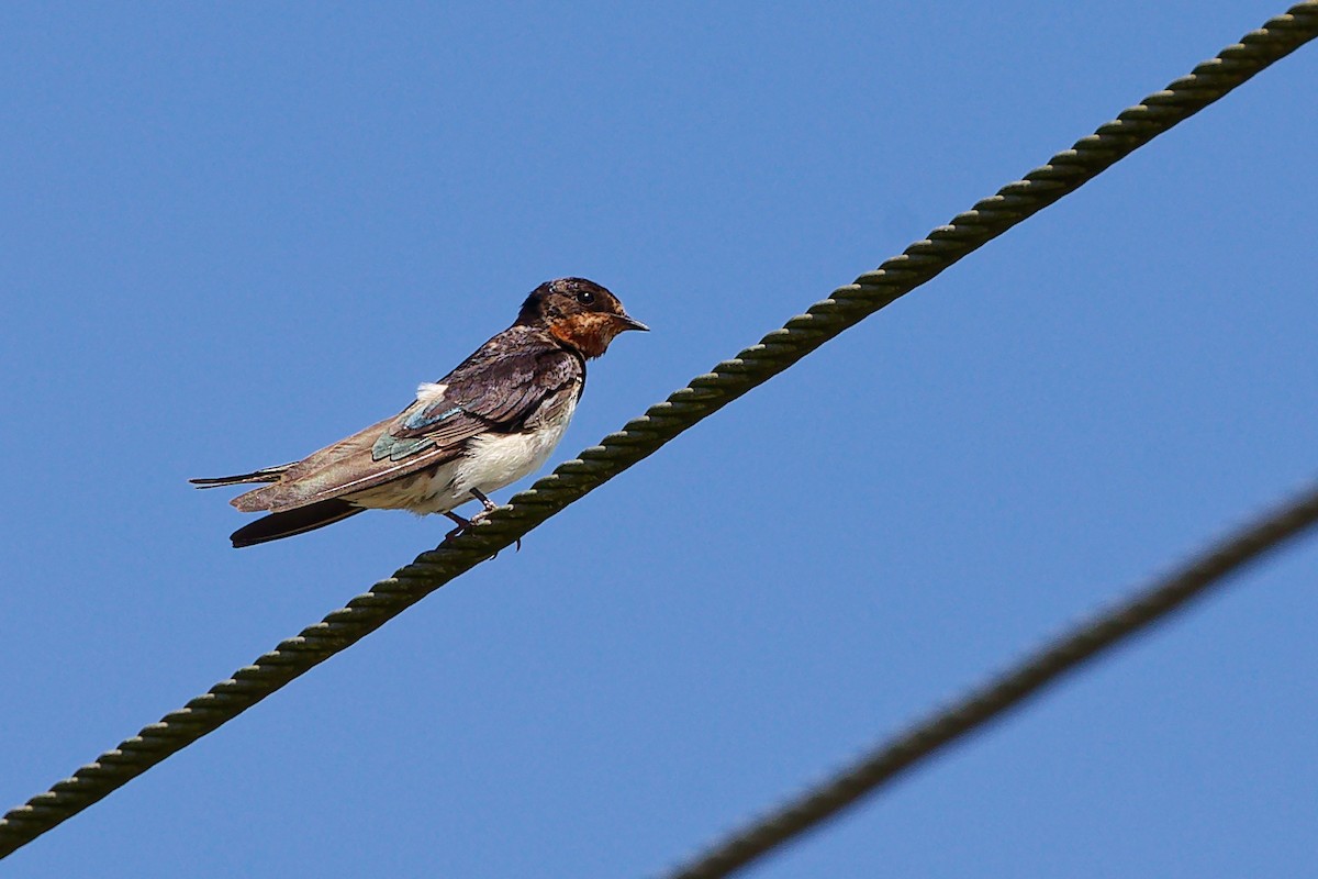 Golondrina Común - ML646836796