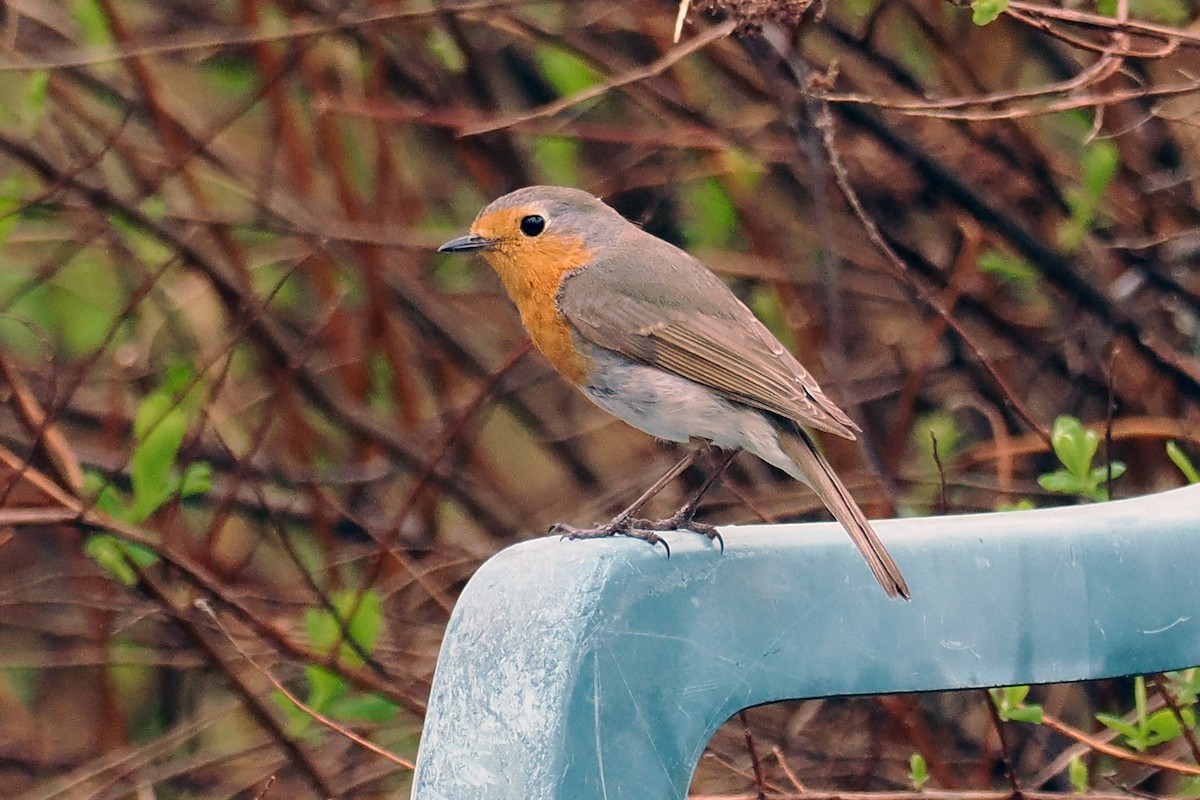 ヨーロッパコマドリ - ML646836797