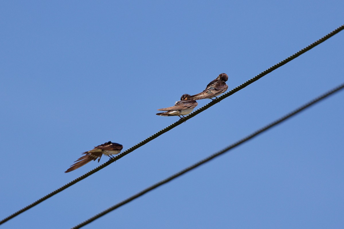 Golondrina Común - ML646836798