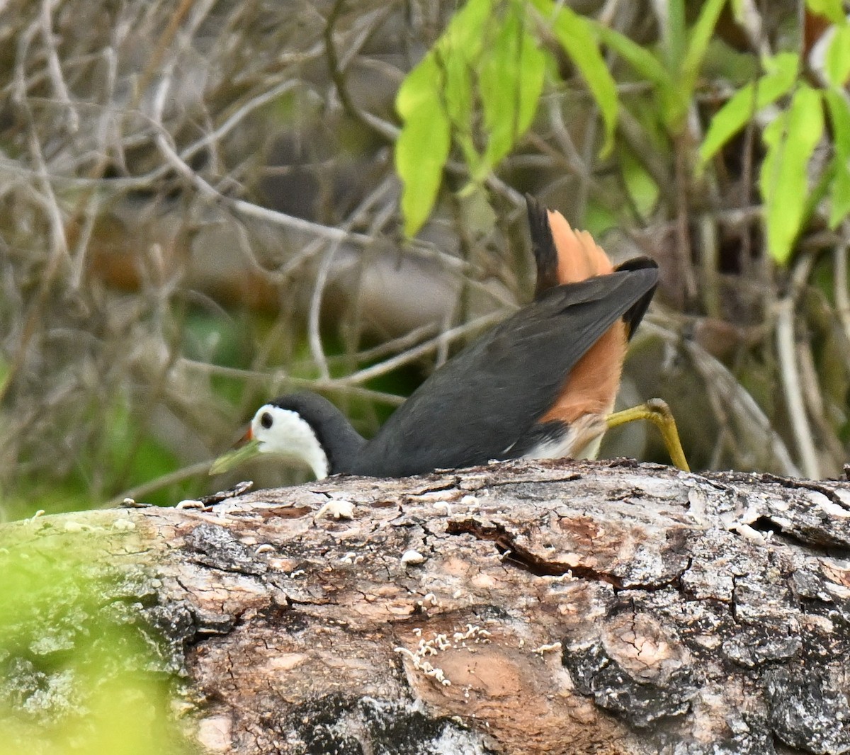 סופית לבנת-חזה - ML646836800
