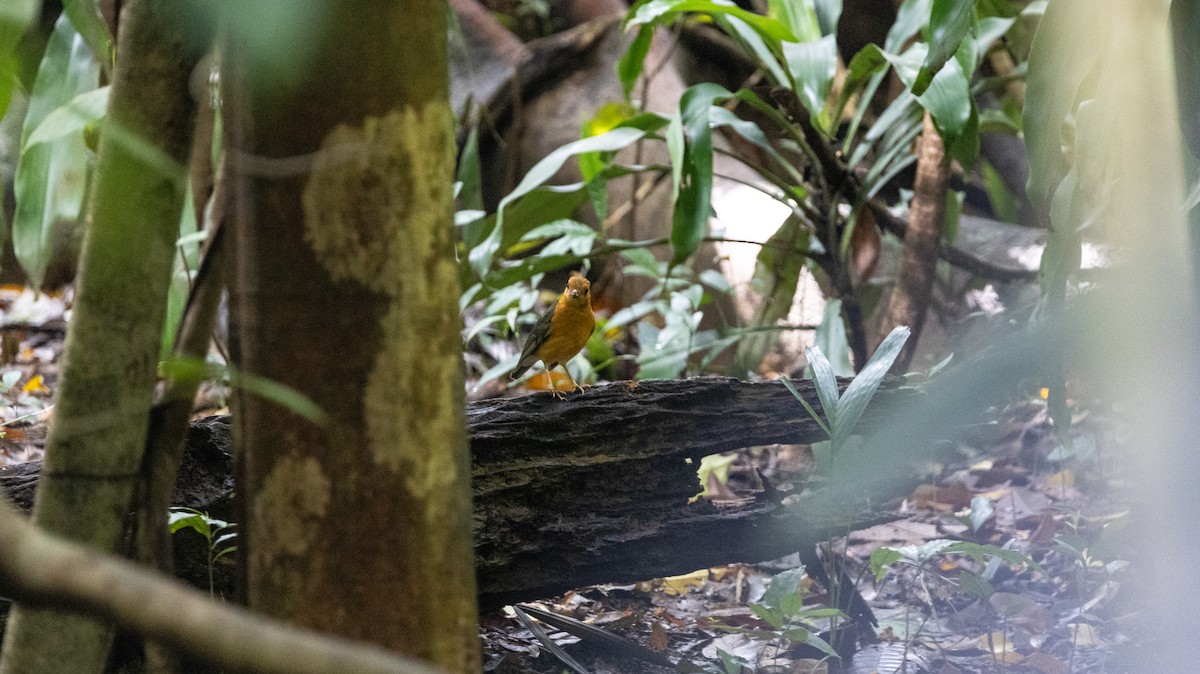 オレンジジツグミ - ML646836802