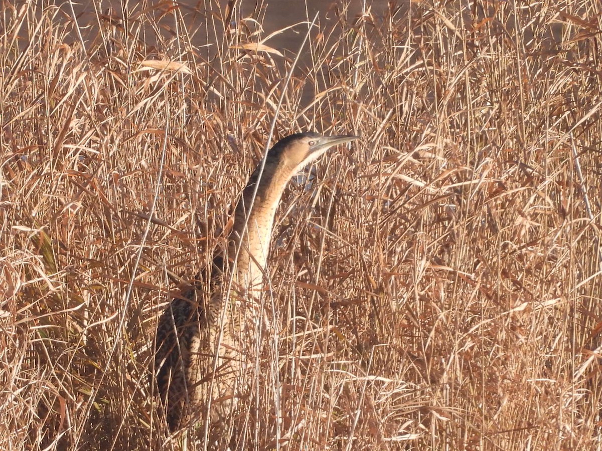 Усны бух шувуу - ML646836803