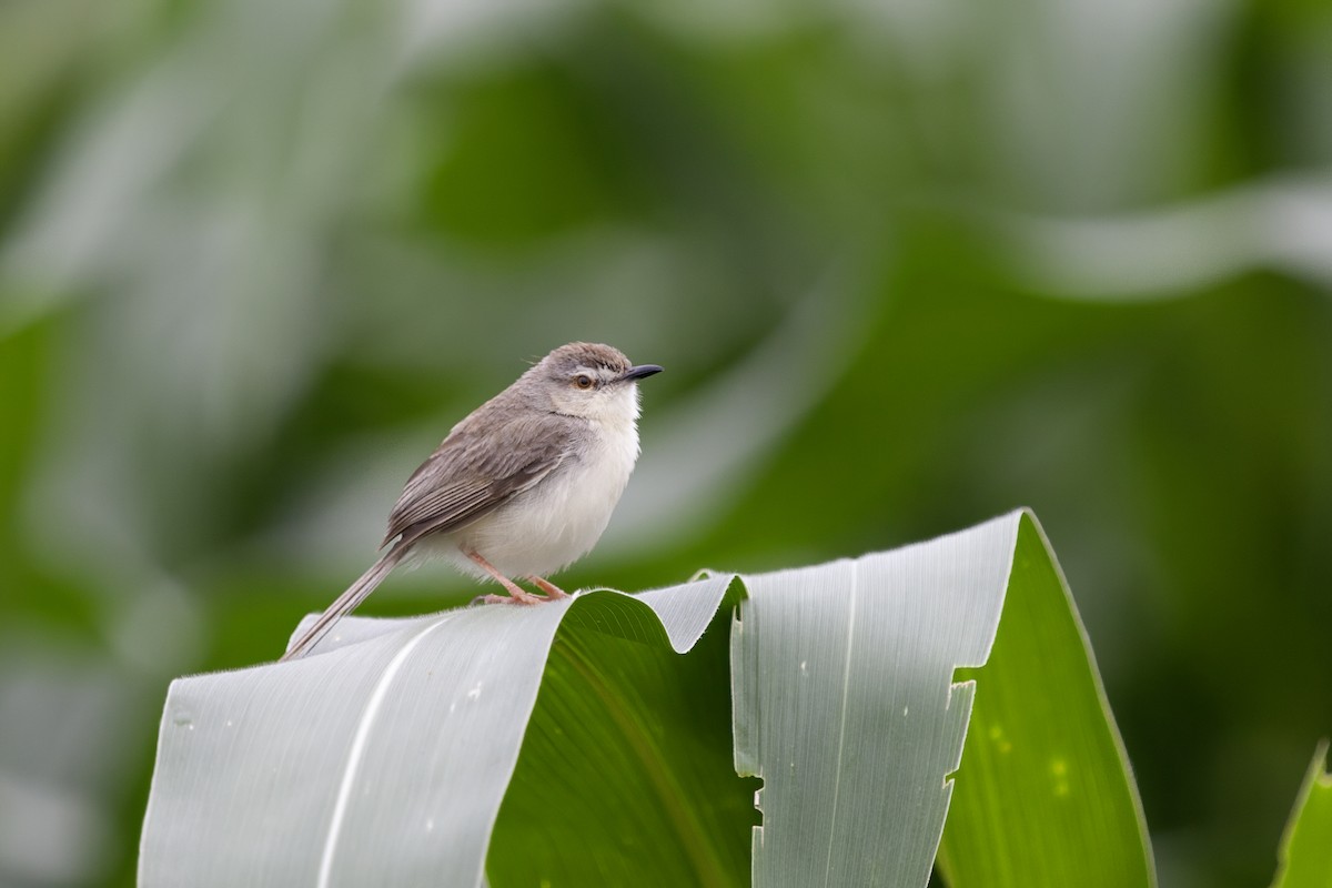 Plain Prinia - ML646836804