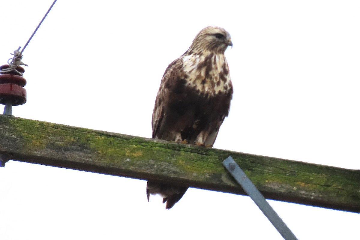 ケアシノスリ - ML646836805