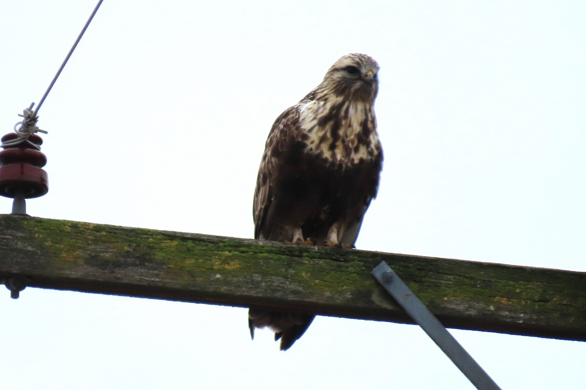 毛足鵟 - ML646836806