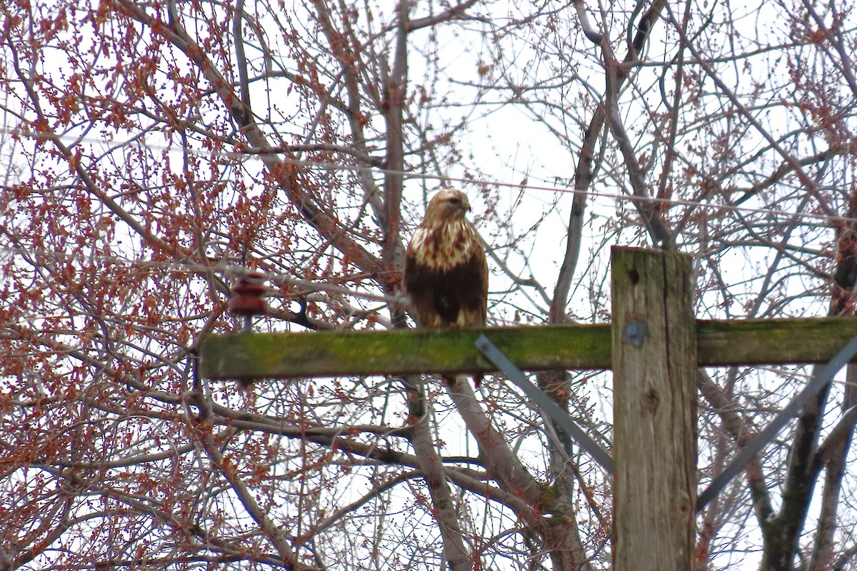 毛足鵟 - ML646836807