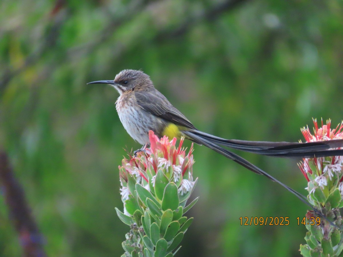 Mielero Abejaruco de El Cabo - ML646836809
