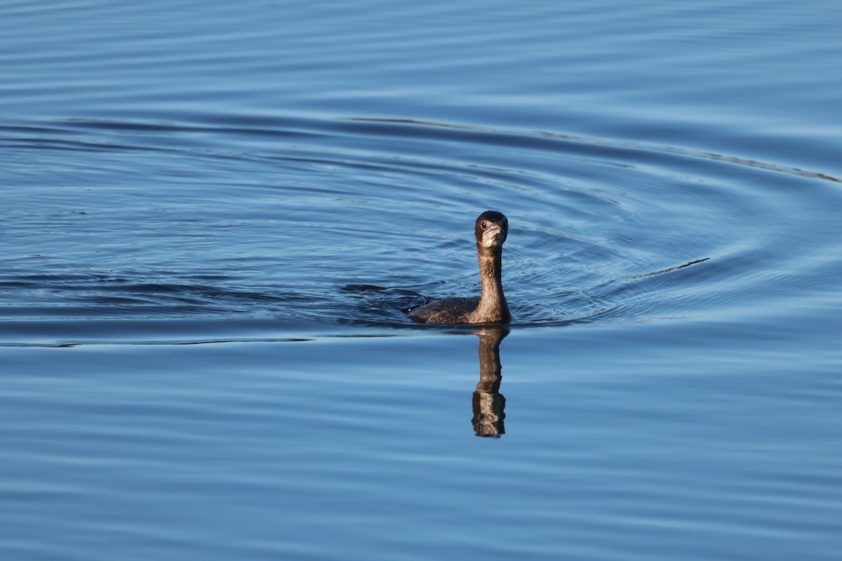 Малый баклан - ML646836811