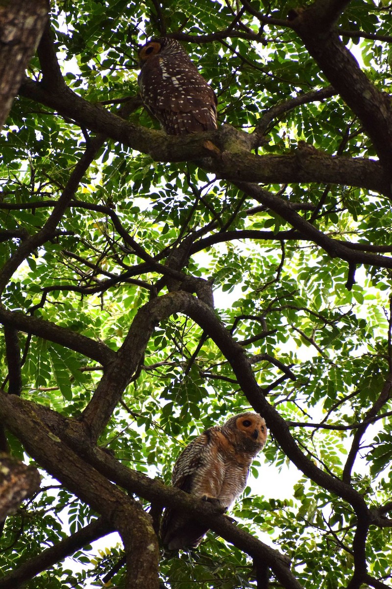 Пагодная неясыть - ML646836817