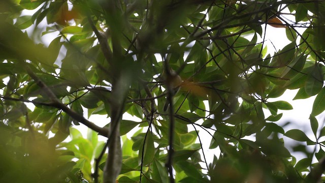 Yellow-browed Warbler - ML646836818