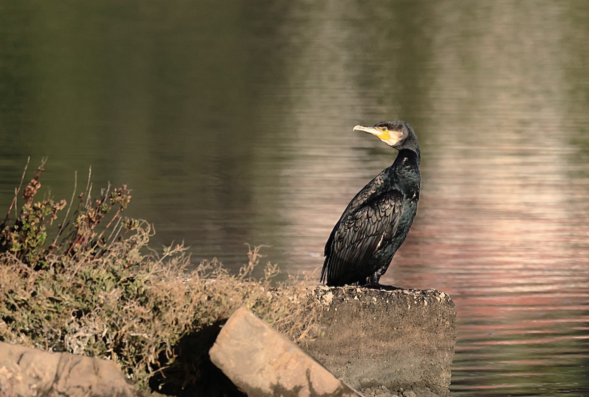 Большой баклан - ML646836819