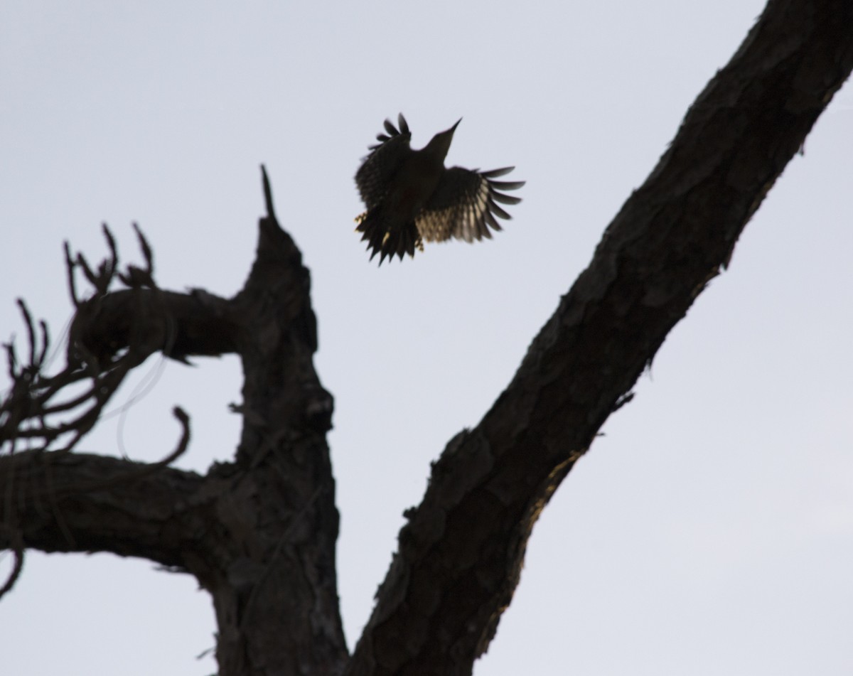 Carolinaspecht - ML646836821