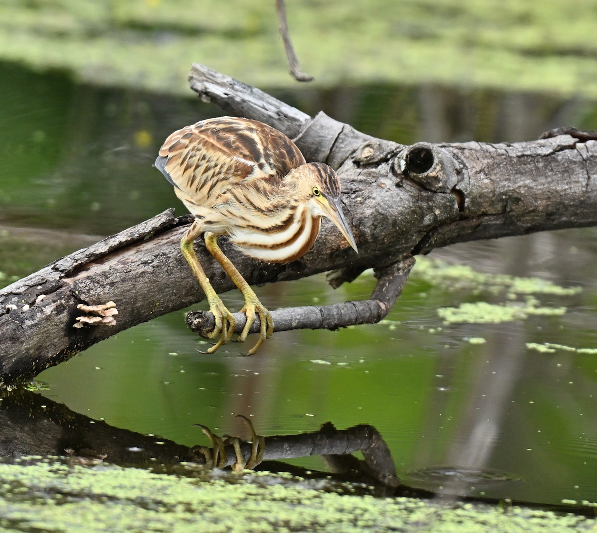 אנפית צהובה - ML646836823