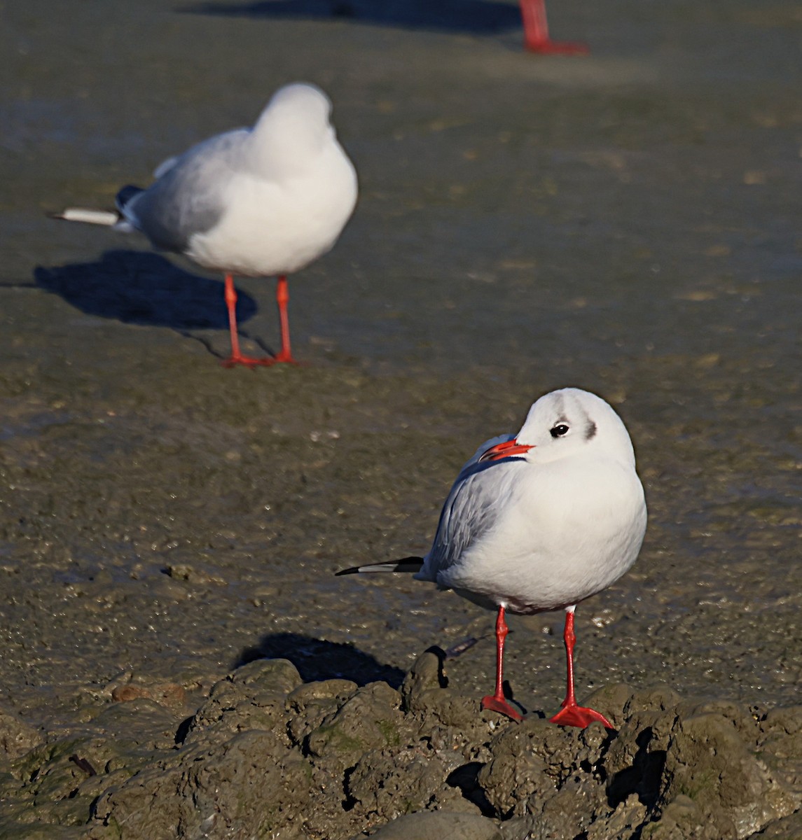 Озёрная чайка - ML646836824