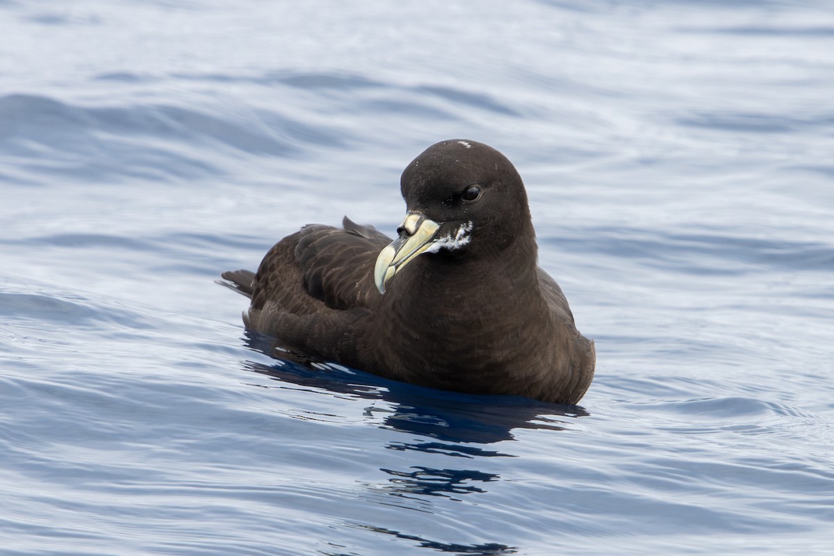 Pardela Gorjiblanca - ML646836827