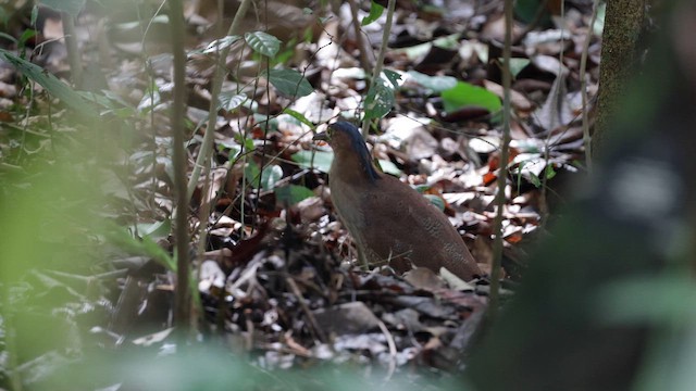 ズグロミゾゴイ - ML646836831