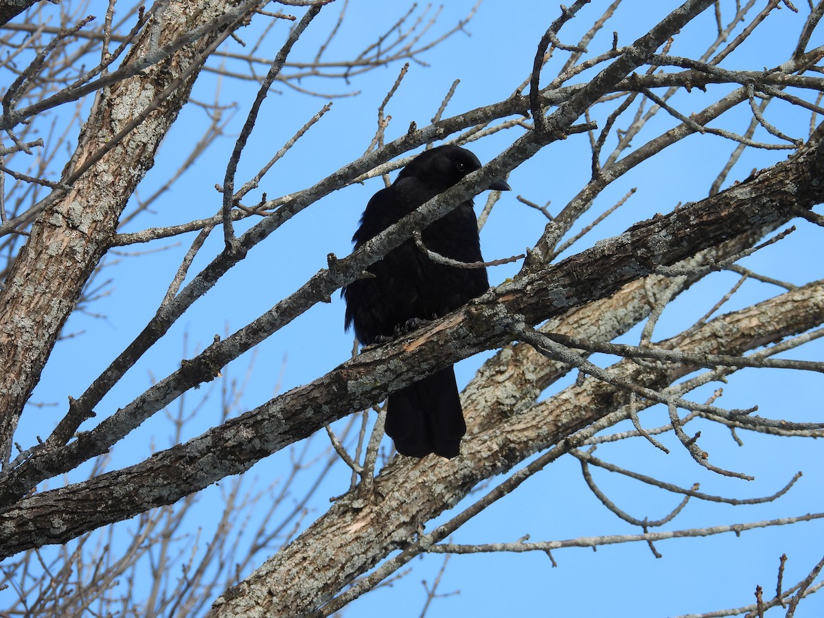 American Crow - ML646836832