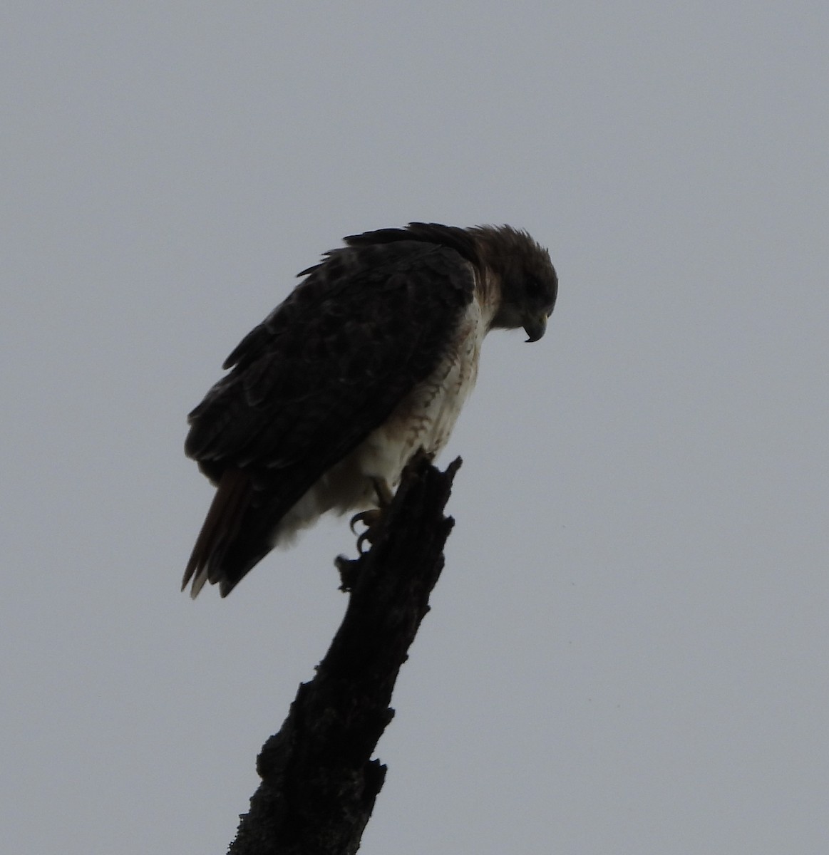 Rotschwanzbussard - ML646836833