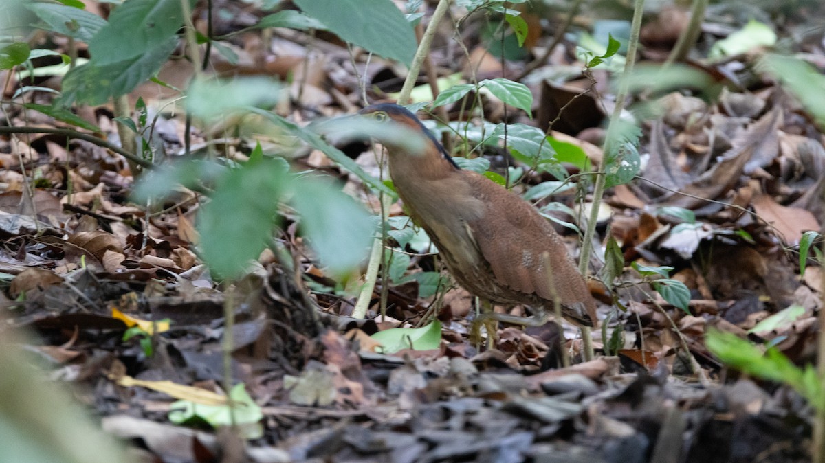 ズグロミゾゴイ - ML646836834