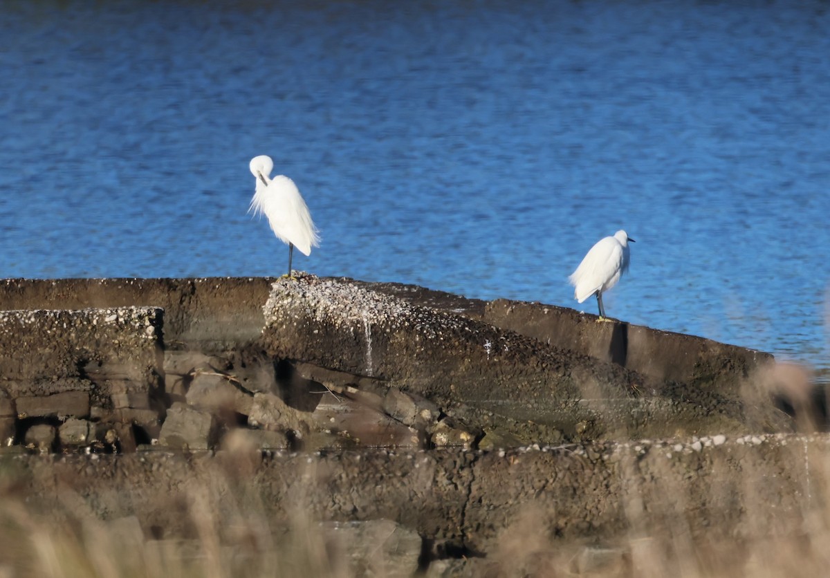 Малая белая цапля - ML646836835