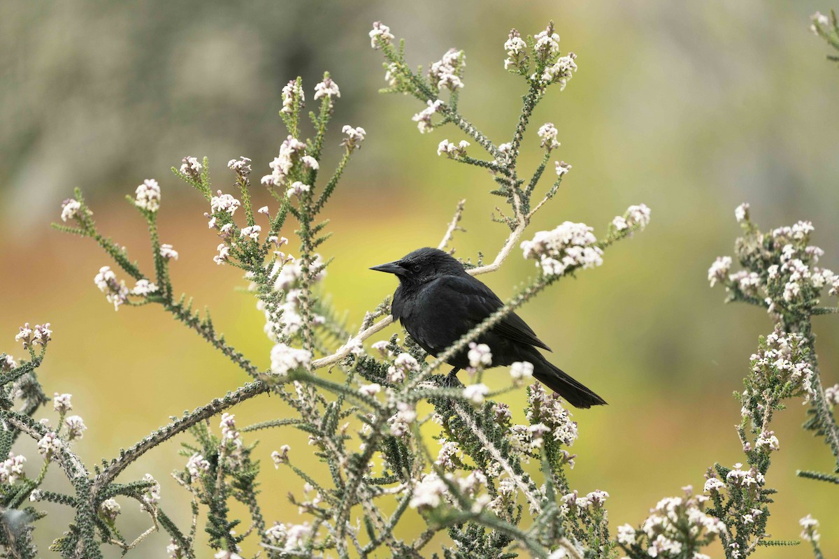 Austral Blackbird - ML646836837