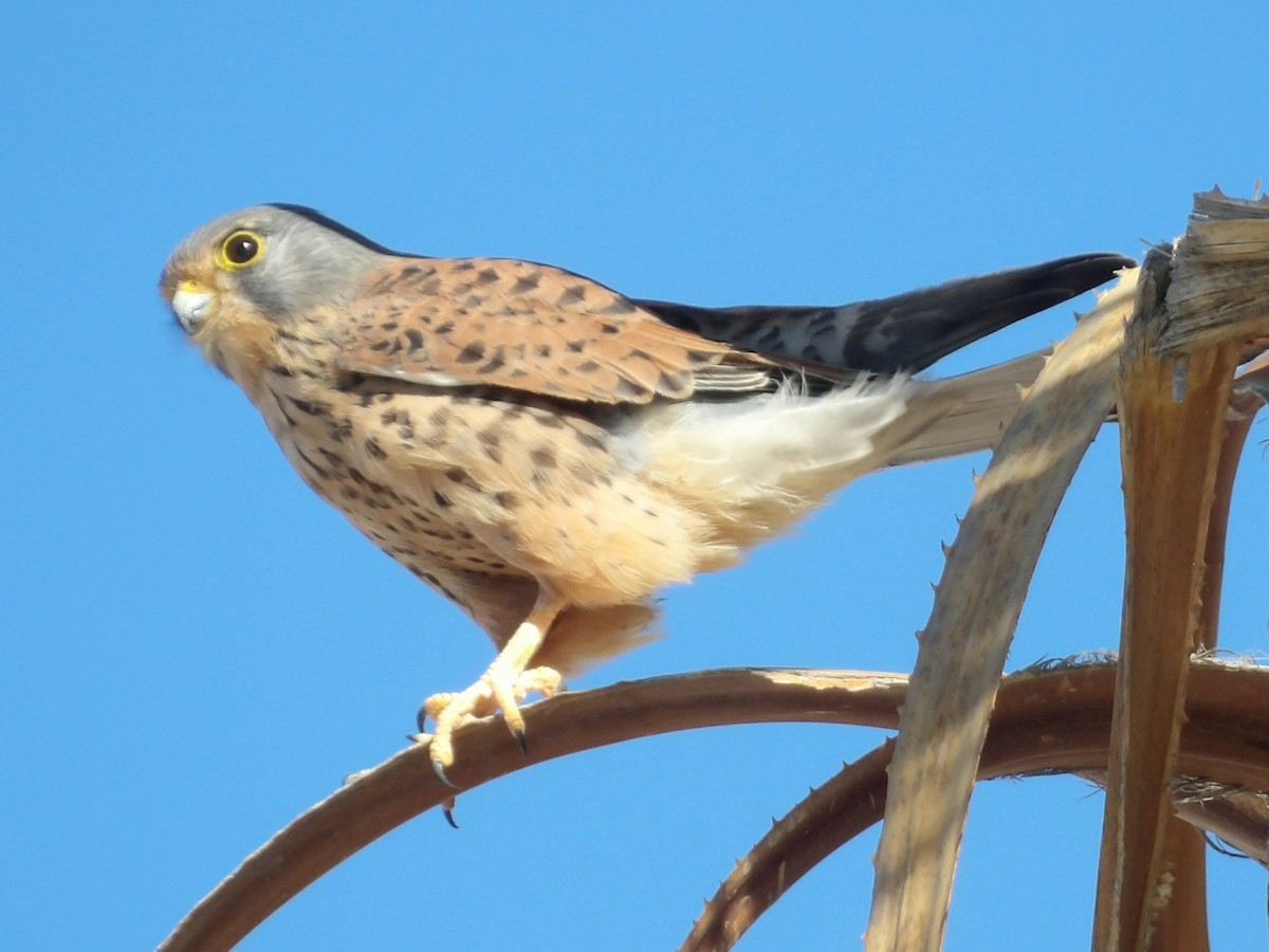 紅隼 - ML646836838