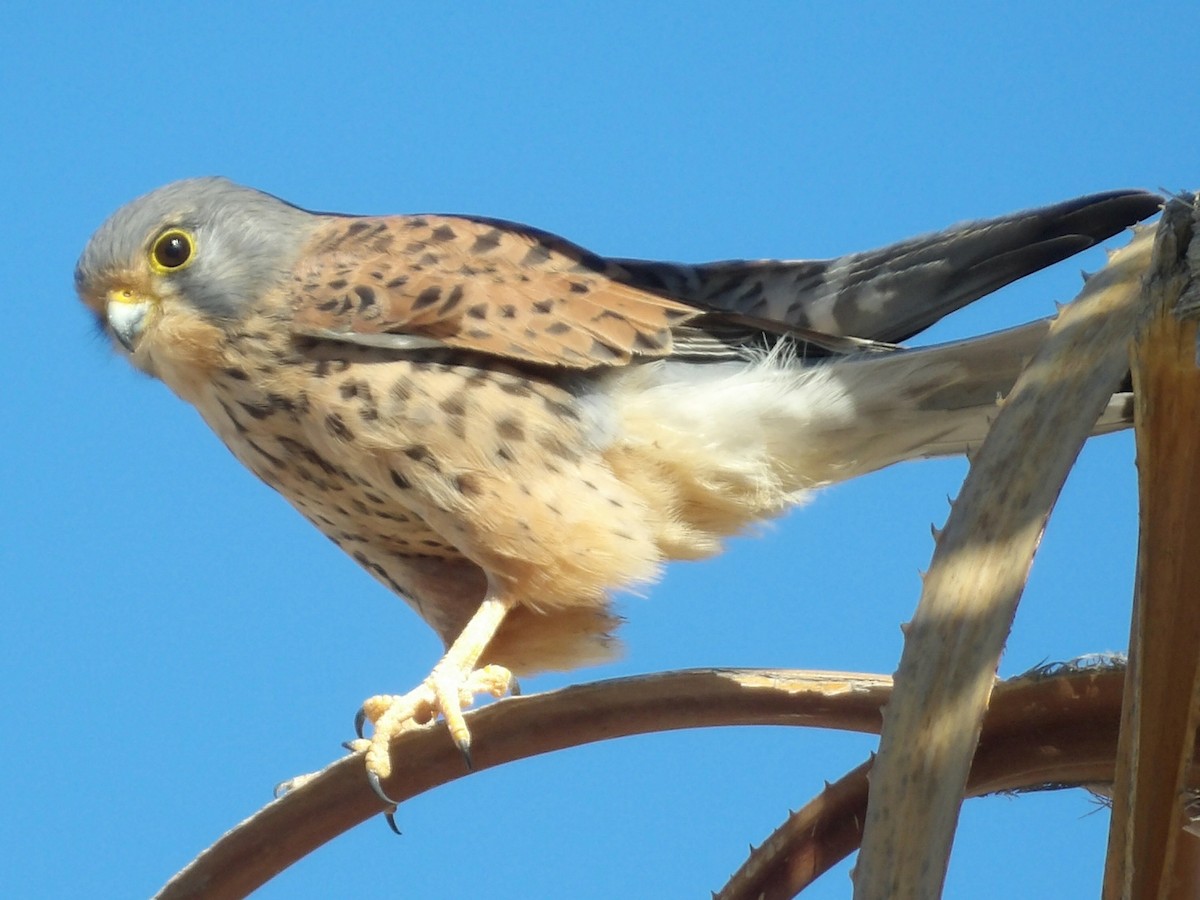 紅隼 - ML646836839