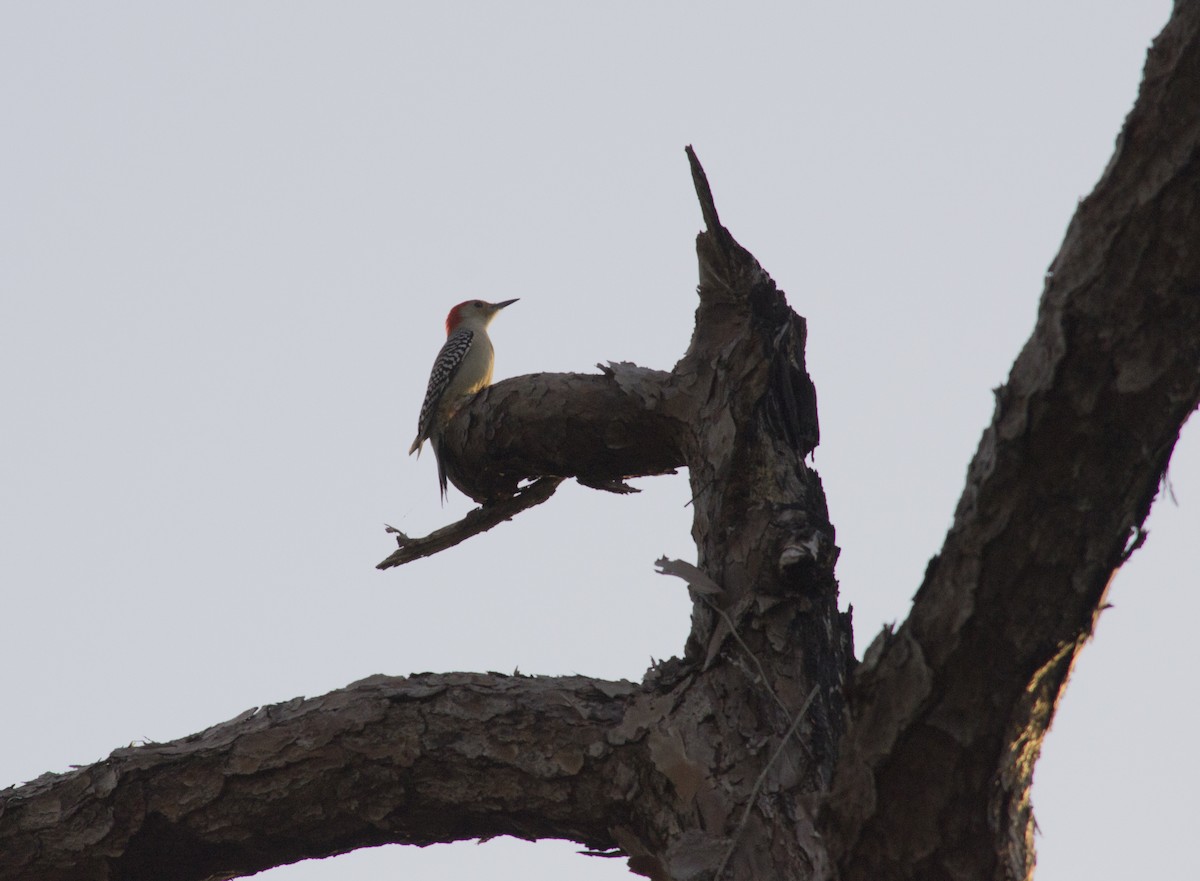 Carolinaspecht - ML646836840