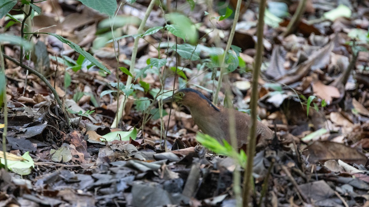 ズグロミゾゴイ - ML646836841