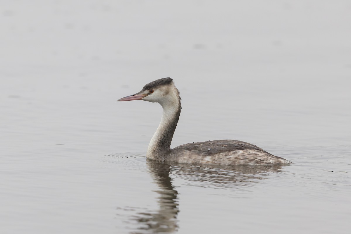 Чомга - ML646836843