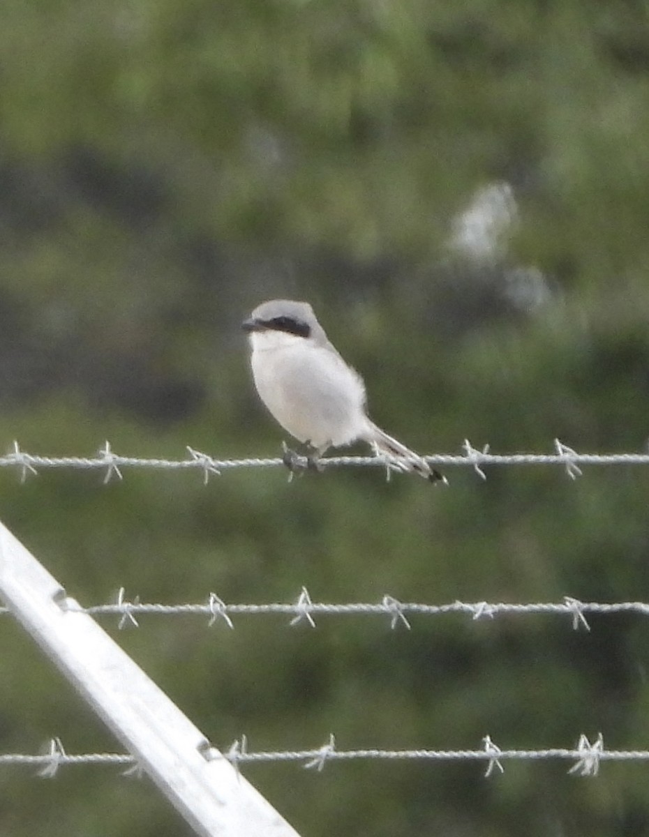 Louisianawürger - ML646836844