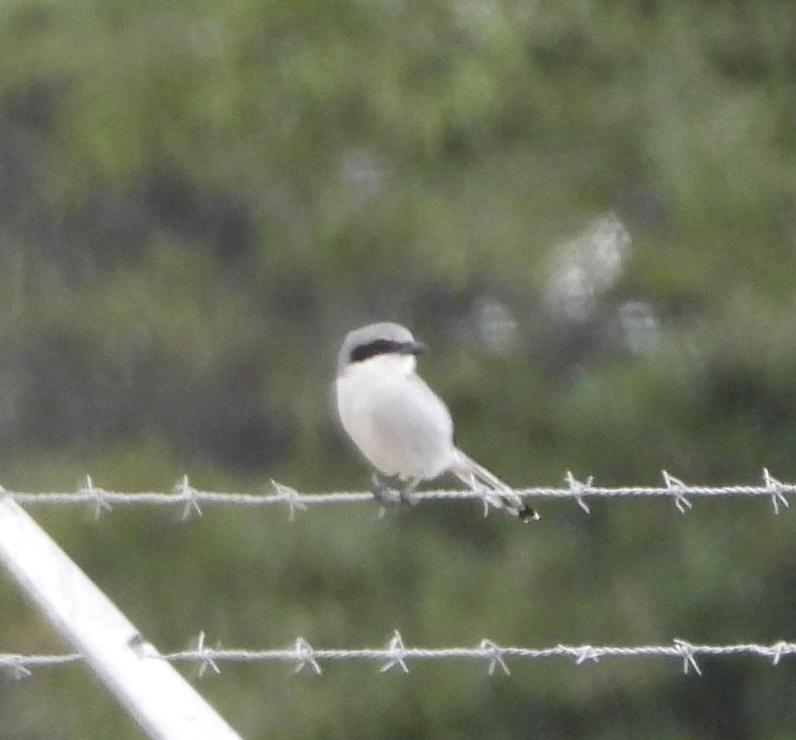 Louisianawürger - ML646836845