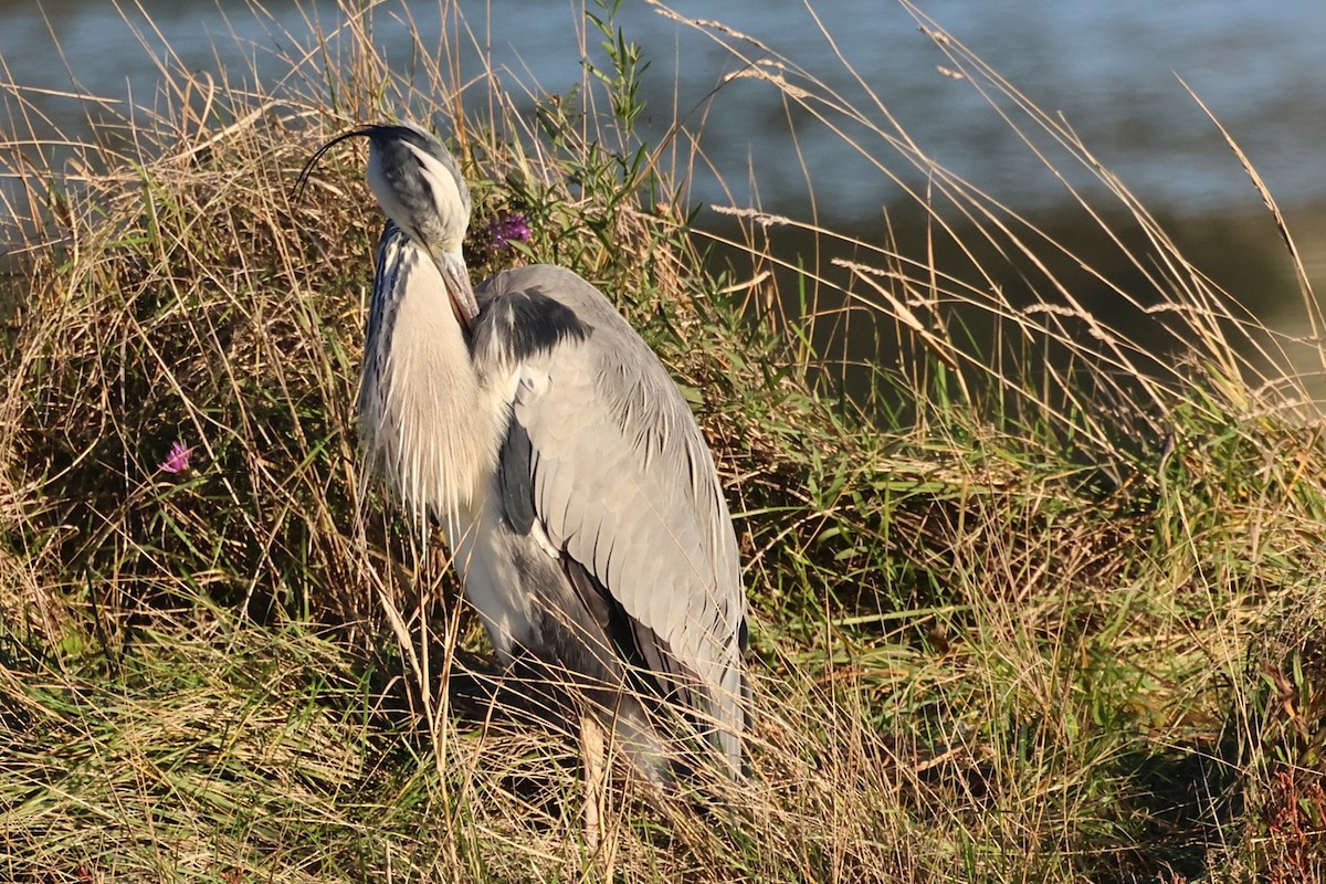 Серая цапля - ML646836851
