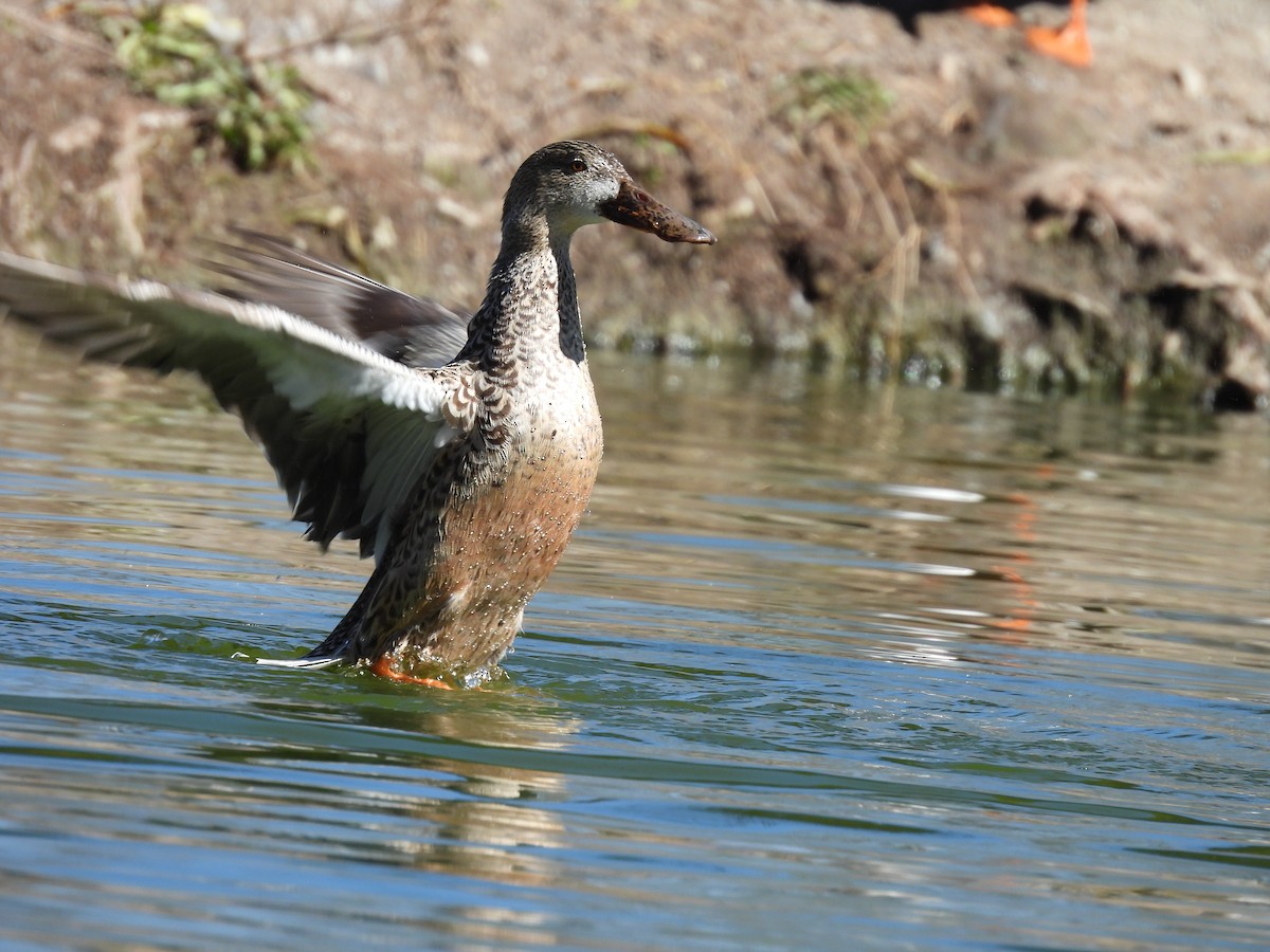 Широконоска - ML646836852