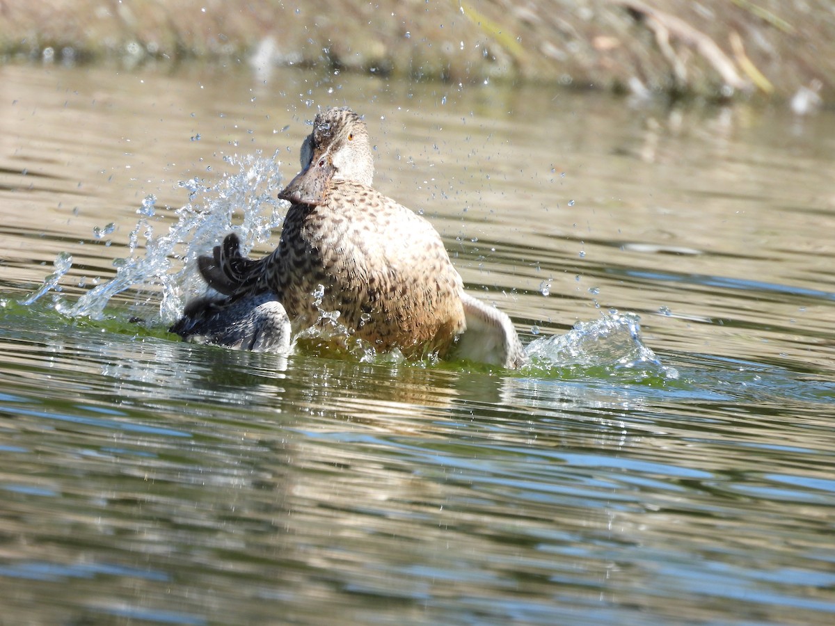 Широконоска - ML646836853