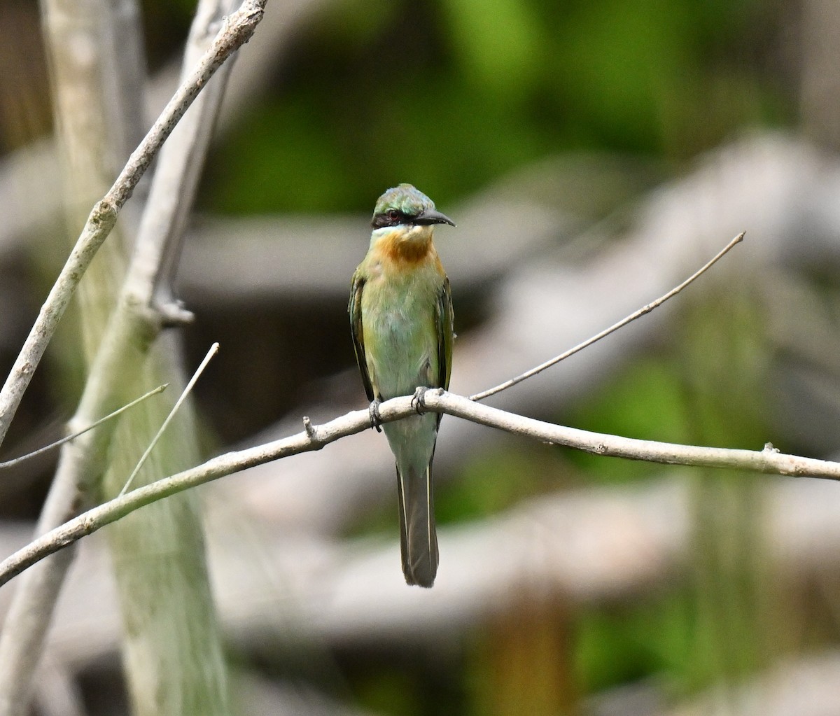 Blue-tailed Bee-eater - ML646836854