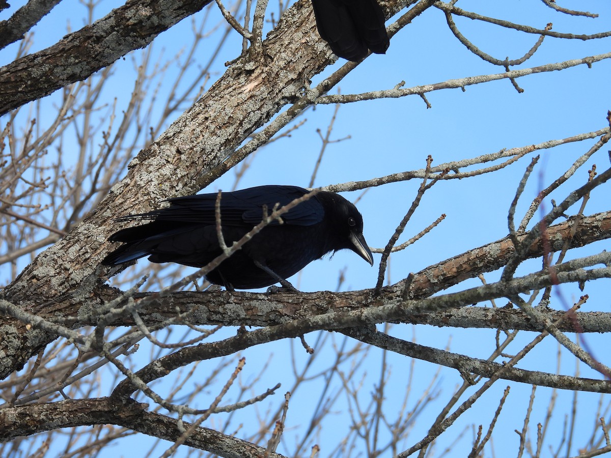 American Crow - ML646836855