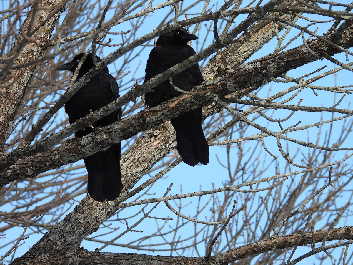 American Crow - ML646836856
