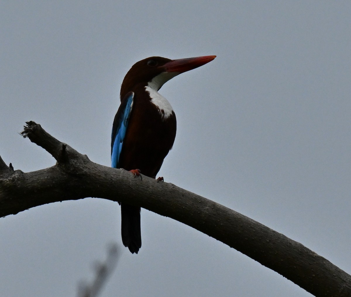 שלדג לבן-חזה - ML646836857