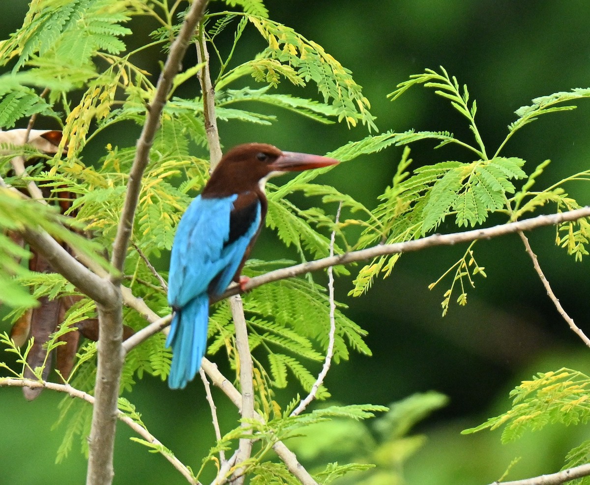 שלדג לבן-חזה - ML646836858