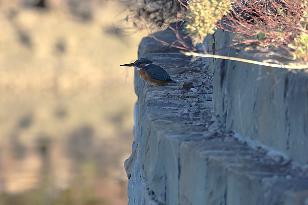 Зимородок - ML646836859