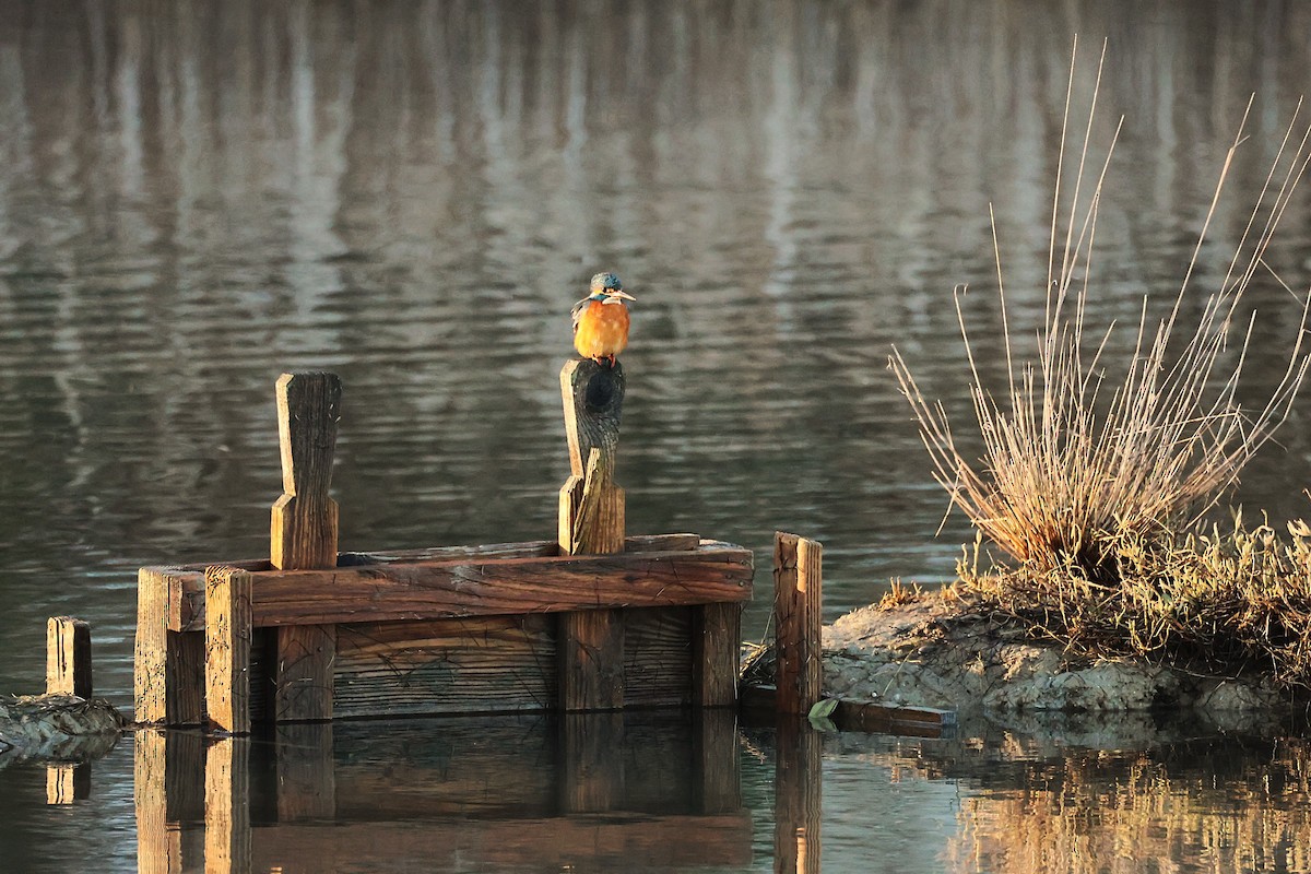 Зимородок - ML646836860