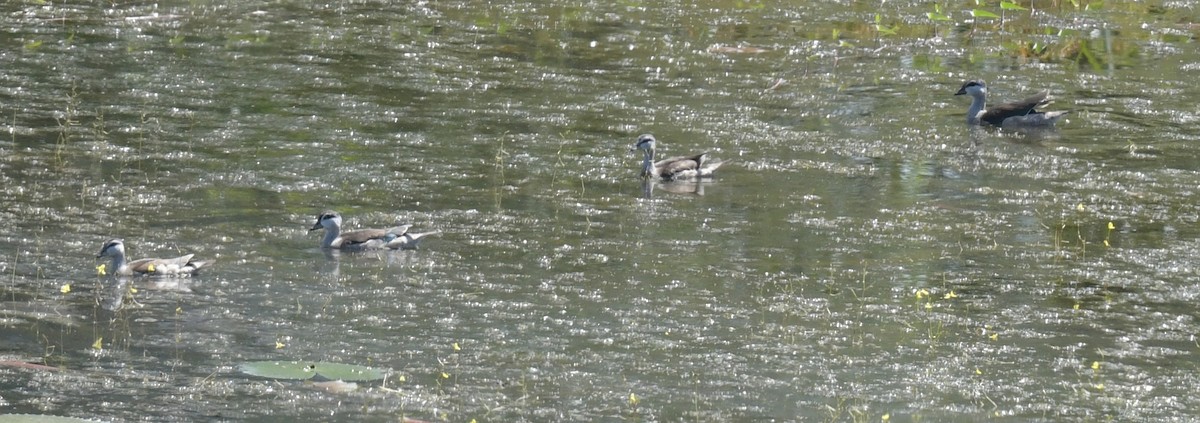 Чирянка-крихітка індійська - ML646836861