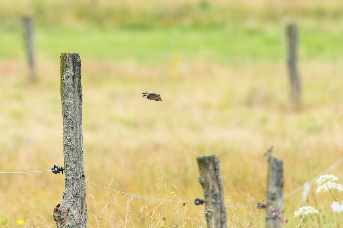 Whinchat - ML646836862