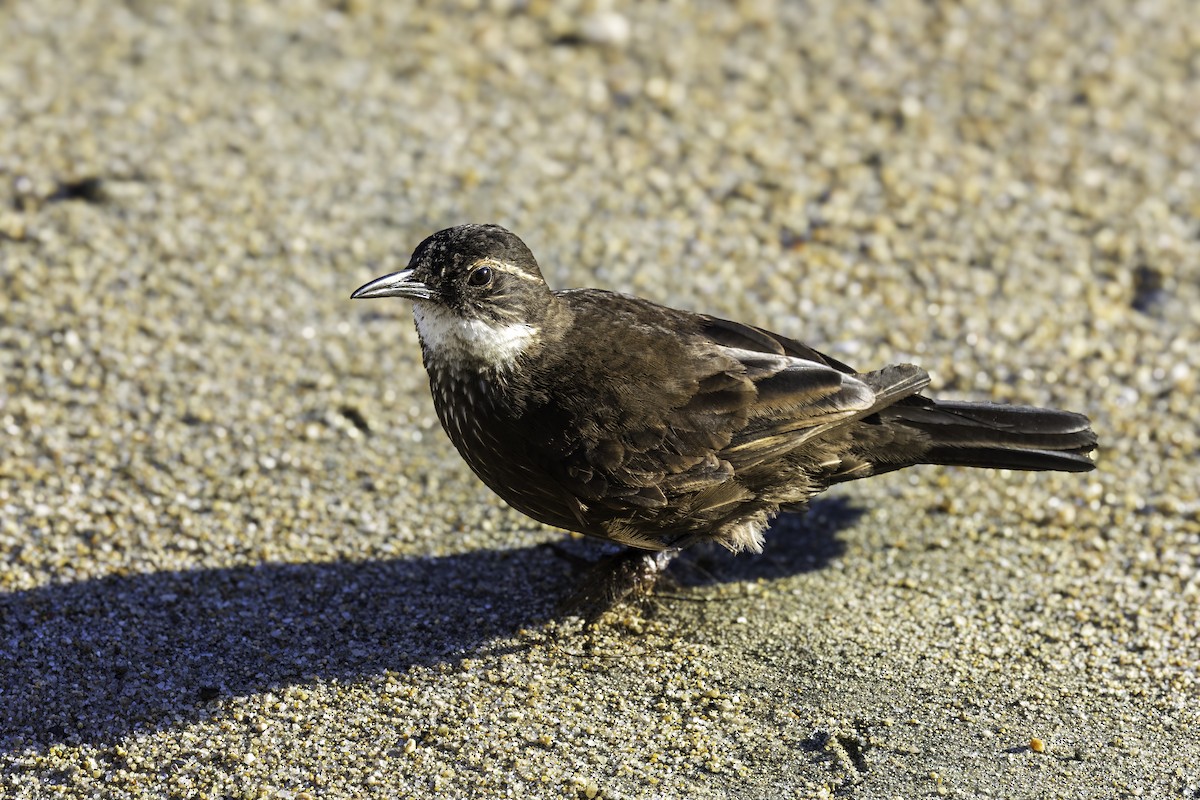 Seaside Cinclodes - ML646836863