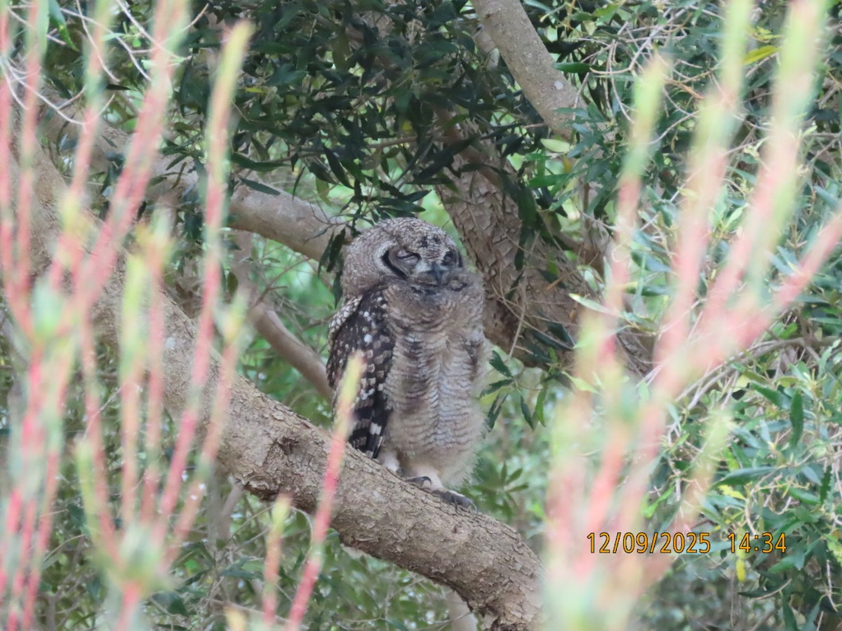 Búho Africano - ML646836864