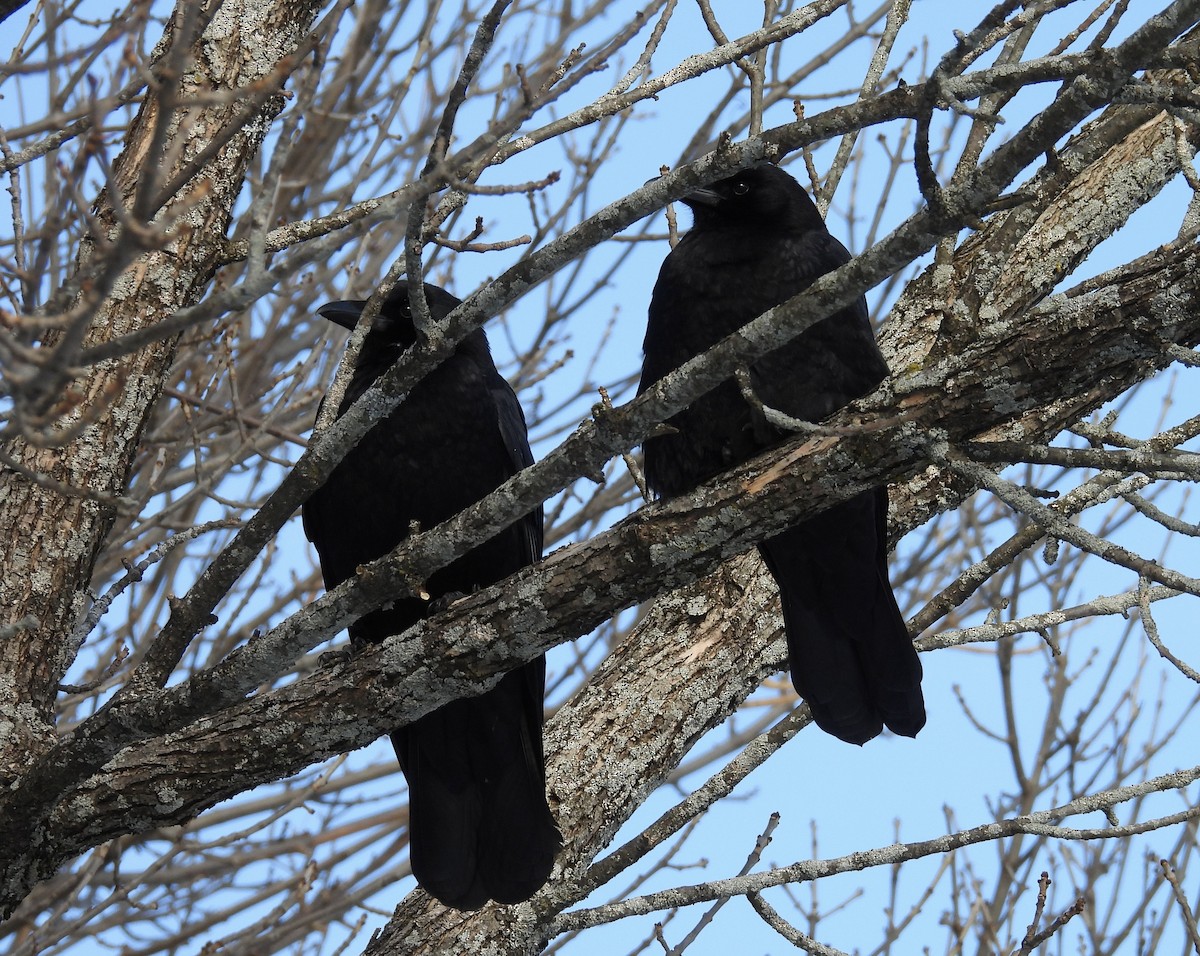 American Crow - ML646836868
